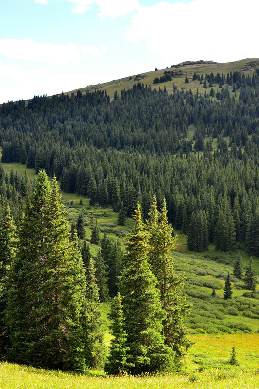 Safe, Strong, and Natural: Our Outdoor Wood Choices Explained