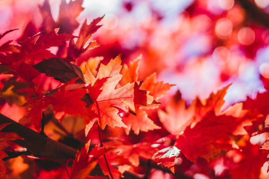 🪵 Simple Fall Play Ideas